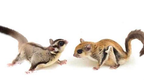 Sugar Gliders Vs Flying Squirrels What Is The Difference Atelier