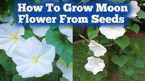 How To Grow Moon Flower From Seeds Grow Moon Flower Plants Love For Garden Youtube