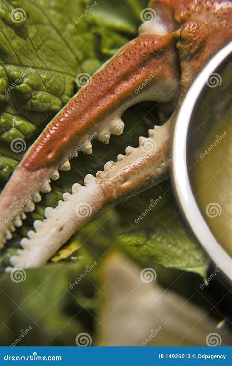 Crab Pinch Viewed from Side Stock Image - Image of marine, blur: 14926013