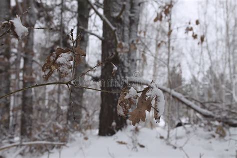 Oak Leaves In Snow In Winter Forest Stock Image Image Of Cold Branch