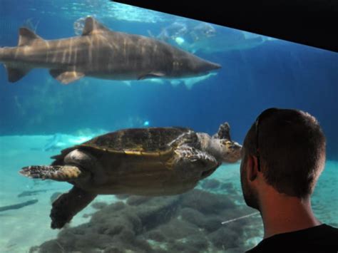New York Aquarium Tickets And Tours Hellotickets