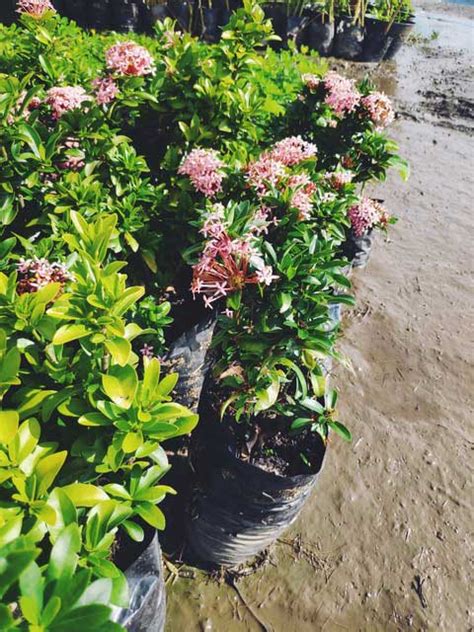 Ixora Enana Rosada Vivero Las Llanadas C A