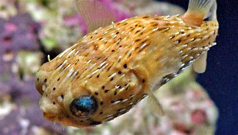 Puffer Fish Characteristics Habitat Reproduction And More