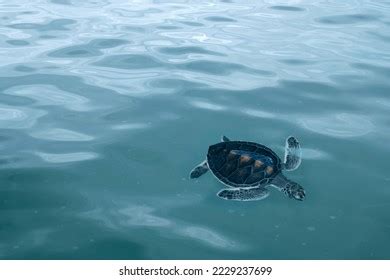 1,669 Sea Turtle From Above Images, Stock Photos & Vectors | Shutterstock