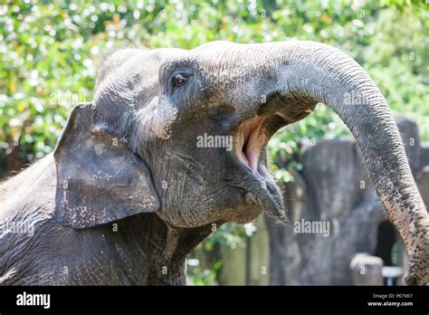 Taipei Zoozooanimalanimalstaipeitaipei Citytaiwancityisland