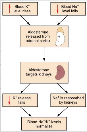 Regulation Of Potassium Balance Flashcards Quizlet