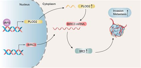 Dysregulation Of Plod Promotes Tumor Metastasis And Invasion In