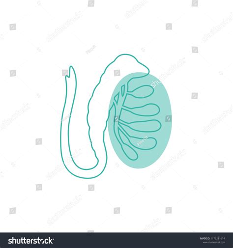 Vector Isolated Illustration Male Reproductive System Stock Vector