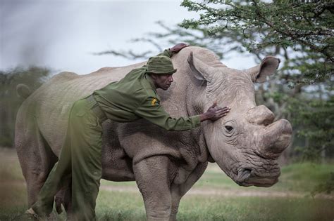 The Last Stand For The Northern White Rhino The Washington Post