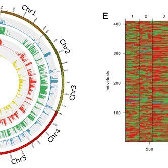 Genome Wide Distribution Of Snps Indels And Genetic Variants For The