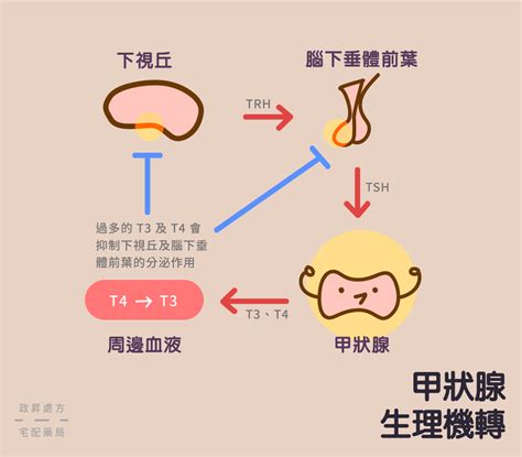 甲狀腺亢進的三大原因！治療與生活對策，遠離甲狀腺風暴