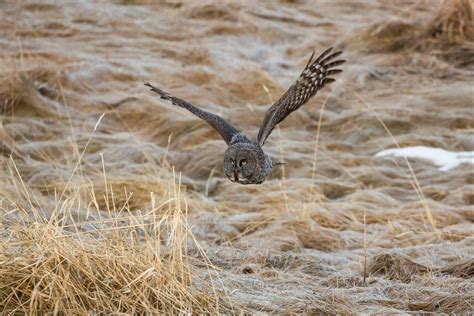 Owls Christopher Martin Photography Page 3