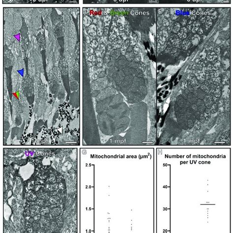 At 5 Dpf The Mitochondria Within Cone Inner Segments Have A Morphology Download Scientific