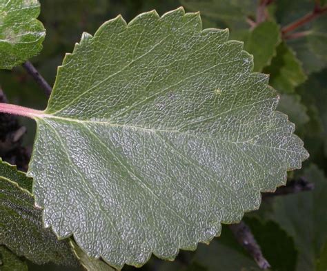 Betula pubescens (Betulaceae) image 16917 at