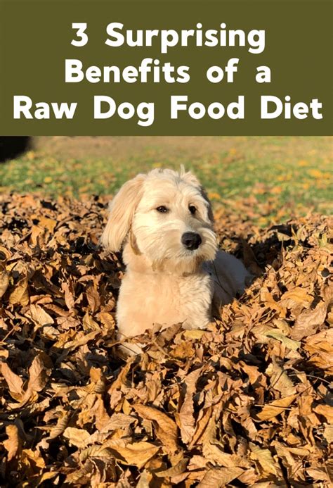 3 Surprising Benefits of a Raw Dog Food Diet