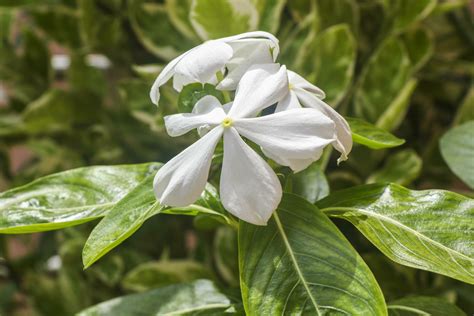 White Flowers Of Star Jasmine Or False Jasmine Climbing Vine Or