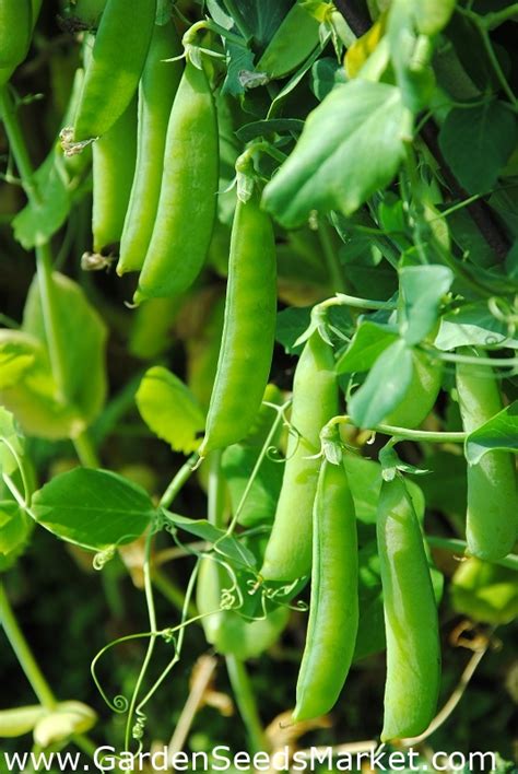 Dwarf Pea Primavil Early Variety Garden Seeds Market Free Shipping