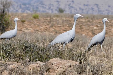 Definitive Guide To Blue Crane Facts, Habitat, Conservation Status, Zoo ...