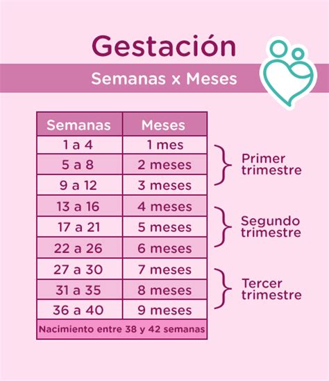 Embarazo Por Semanas Y Meses Semanas Y Meses De Embarazo