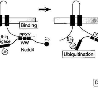 Model Of Inhibition Of ENaC By Nedd4 The Binding Of Nedd4 To A Single