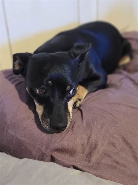 Dog for Adoption - ROCKY, A Dachshund mix boy, a Dachshund in Bryant, WA | Alpha Paw