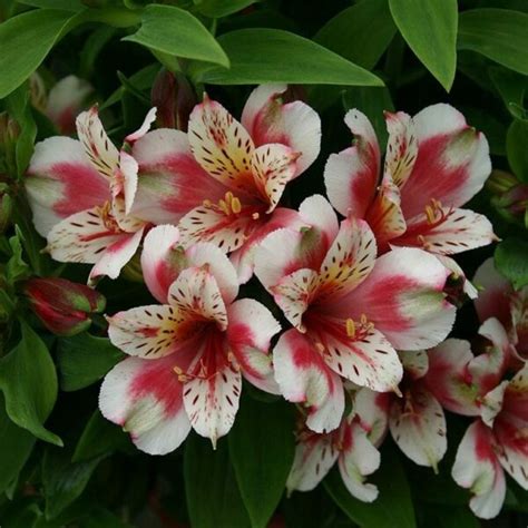 Alstroemeria Inca Sweety Peruvian Lily Pot Hello Hello Plants