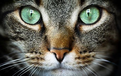 Why do cats purr? - Scientific American