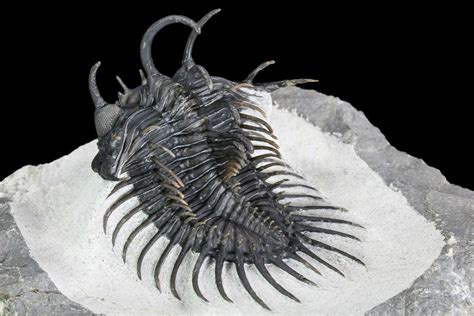 3 Spiny Comura Trilobite Top Quality Specimen 108795 For Sale