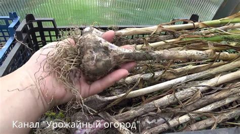 КОГДА УБИРАТЬ ЧЕСНОК?УБОРКА ЧЕСНОКА!ОТЛИЧНЫЙ УРОЖАЙ! - YouTube