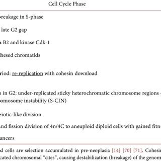 Sequence Of Events In Cell Cycle Mitotic Slippage Process From Genome