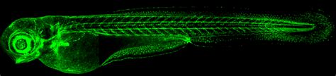 Zebrafish Developmental Biology