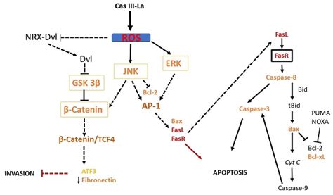 Anti Proliferative Pro Apoptotic And Anti Invasive Effect Of The