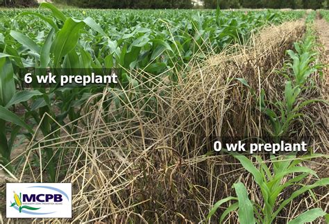 When Should Cover Crops Be Terminated For Corn Mississippi Crop Situation