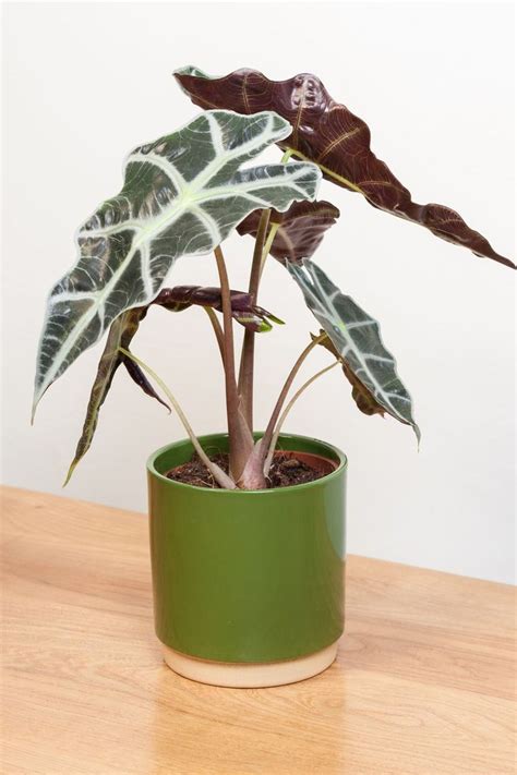 These Houseplants Make The Perfect Hostess Gift Inside Plants Big