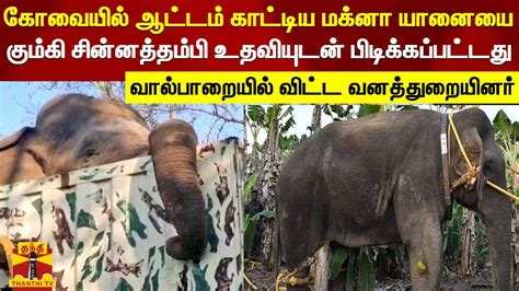 கோவையில் ஆட்டம் காட்டிய மக்னா யானையை கும்கி சின்னத்தம்பி உதவியுடன்