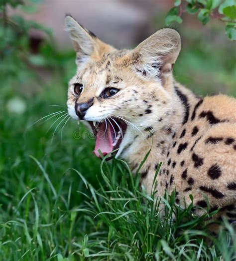 Gato selvagem do Serval foto de stock Imagem de quênia 55988022