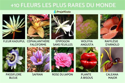 16 FLEURS RARES Noms Et Photos