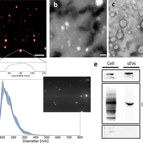 Characterization Of The Evs Isolated From Ht Cells A Representative