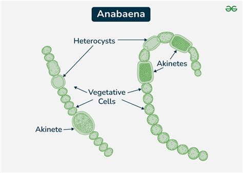 Overview Anabaena - Structure, Nitrogen Fixation, and Occurrence - GeeksforGeeks