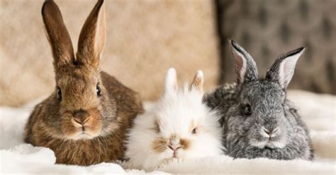 Cutest Rabbit Breeds | PetGuide