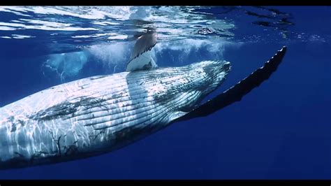 Swimming With Humpback Whales Tonga Youtube