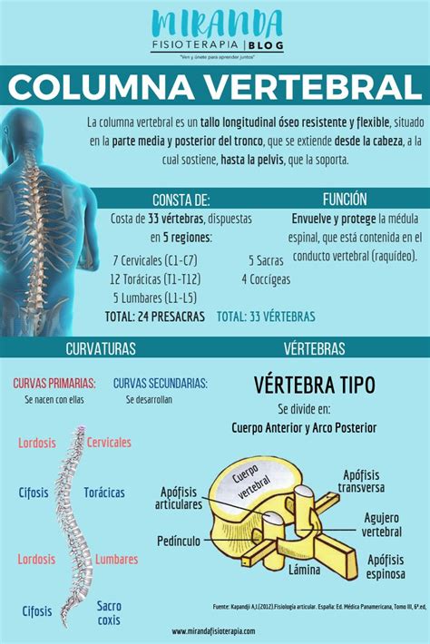 Generalidades De La Columna Vertebral Ra Parte Map Catalina Simple