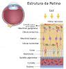 Retina Anatomia do Olho Visão InfoEscola