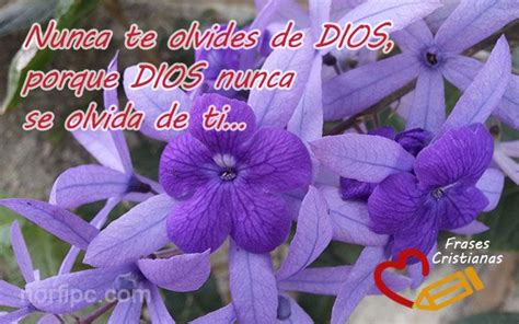 Frases Para Agradecer Las Bendiciones Que Dios Me Ha Dado Plants Garden