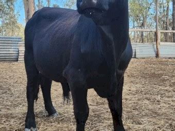 Belted Galloway X Bull Very Quiet Farm Tender