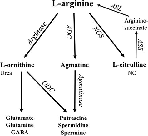 Arginine Metabolic Pathways L Arginine Can Be Metabolised By Nitric Download Scientific