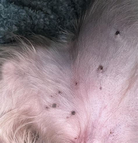 Can You Identify These Brown Spots Ryorkies