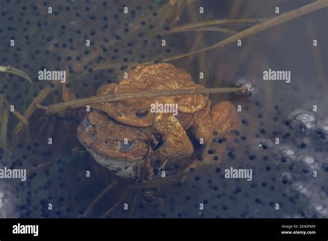 Mating Common Toads Bufo Bufo At Breeding Pond In Early Spring Among