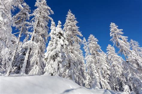 Alpine winter landscape stock photo. Image of bernina - 164994778