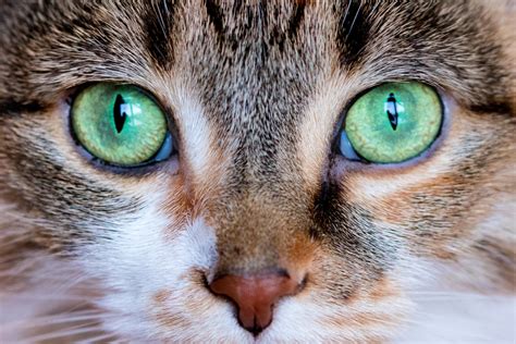 Cat Eye Colors: Ranked from Common to Rarest + What Causes Them